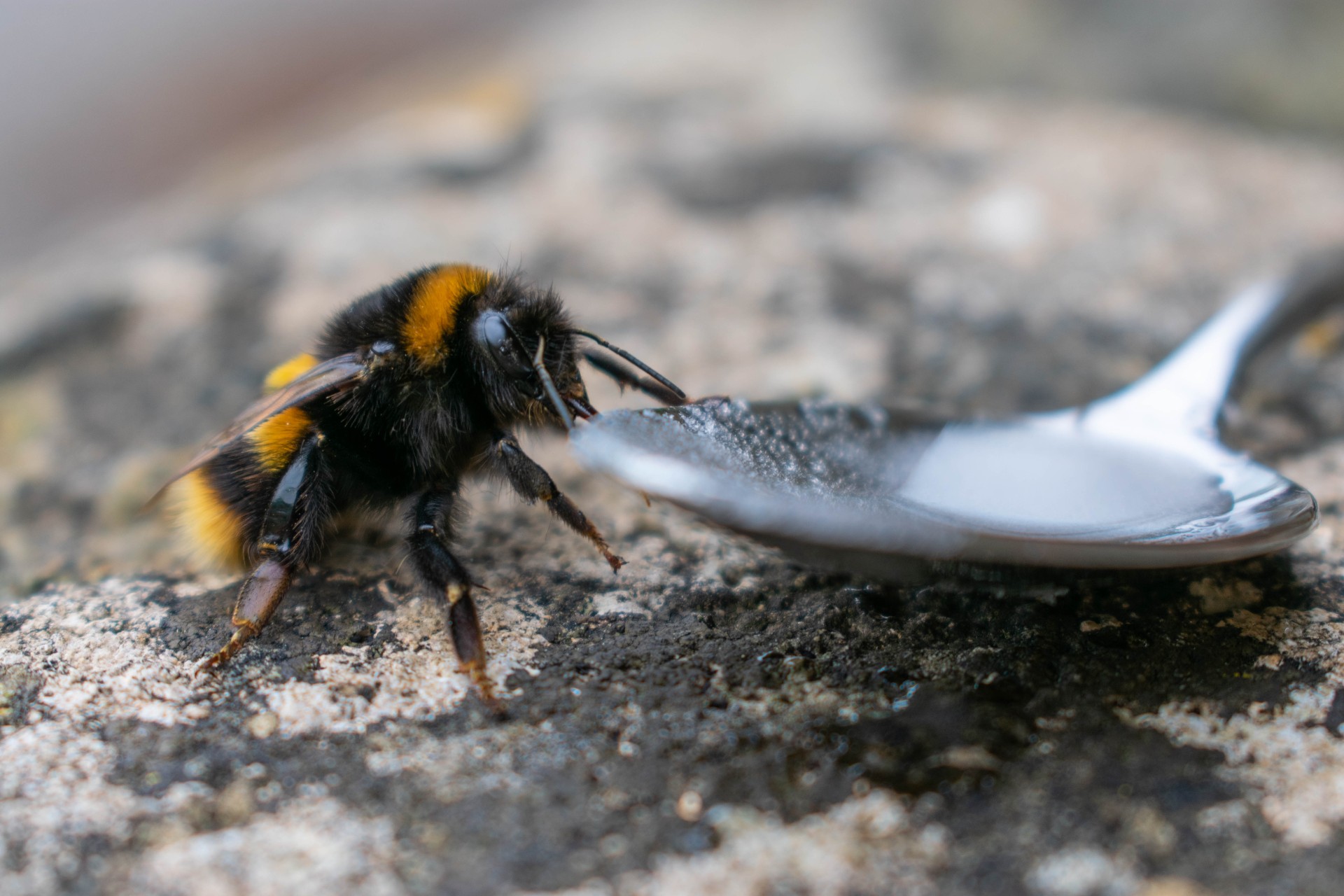 sugary syrup food for bees