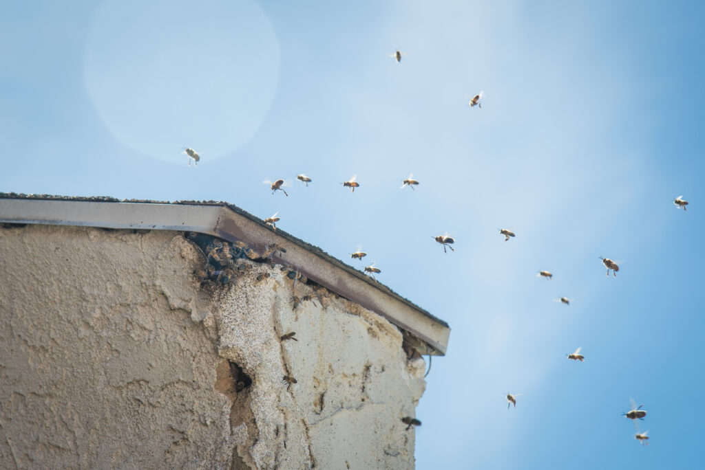 beehive bees roof