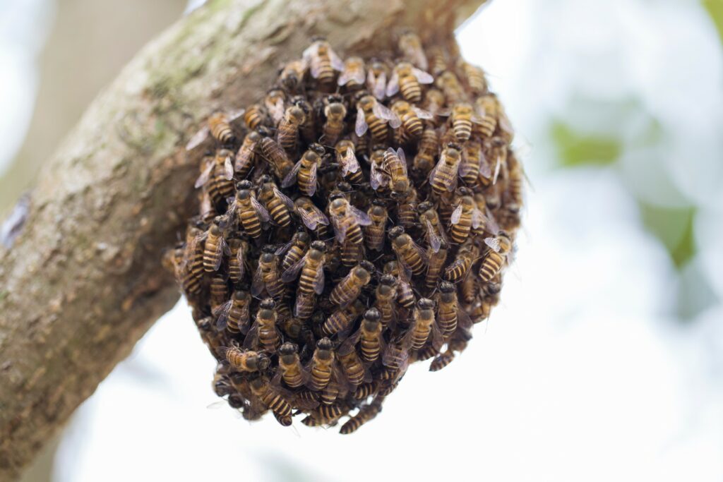 southern california beehive