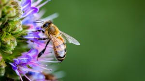 bees are pollinators