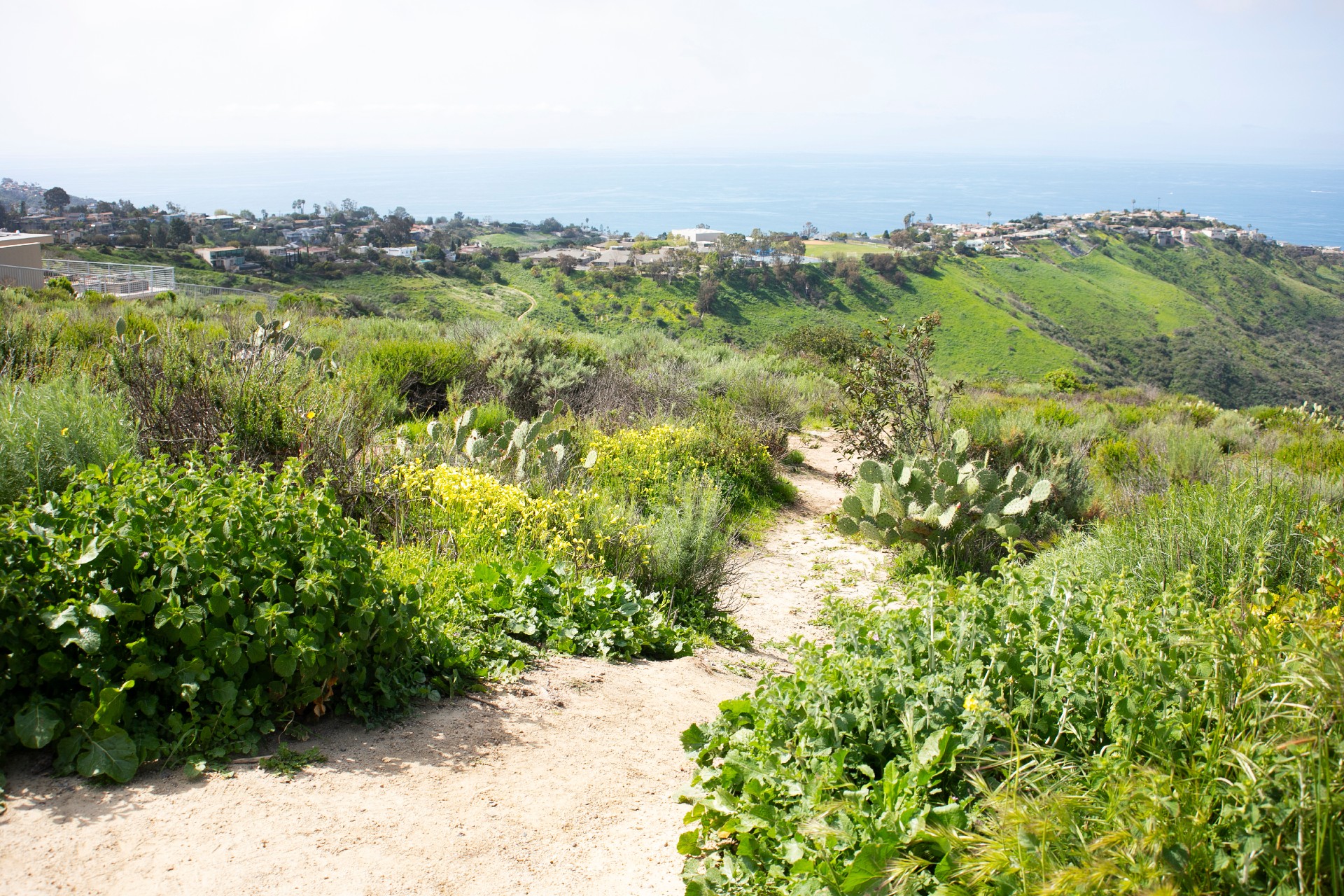 Best Bee Hive Removal Rancho San Diego Live Bee Removal   DTek Aliso Viejo 