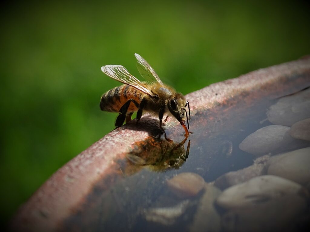 bees need water