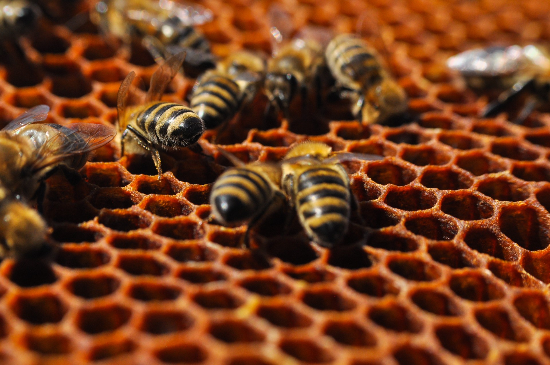 bees on honeycomb