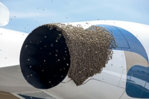 Bees on a Plane