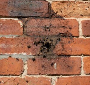 bees swarming brick wall
