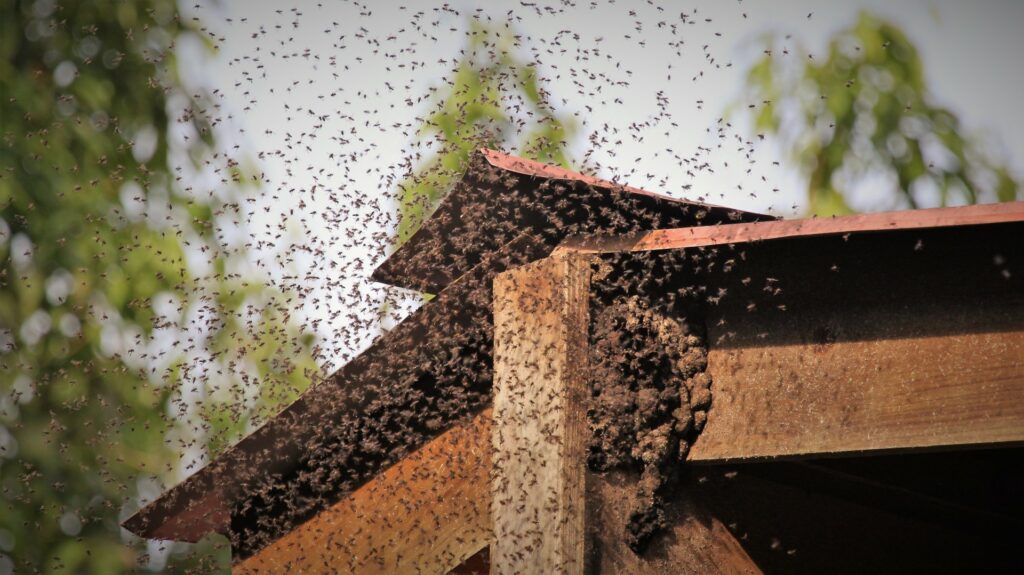 Bees swarming hive