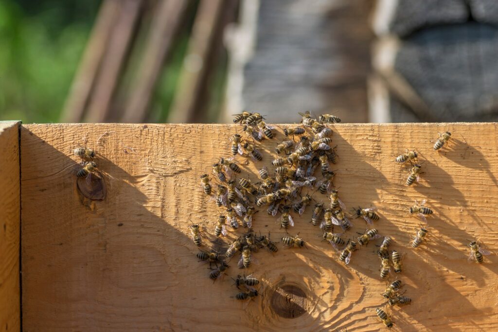 bees swarming on wood