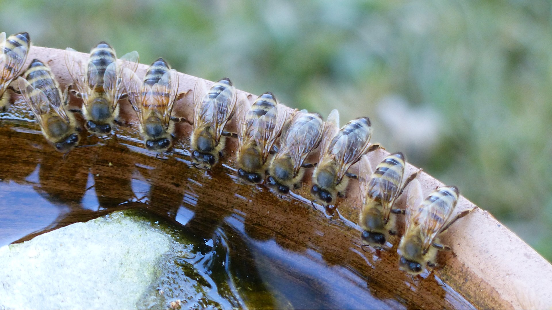 bees drinking water