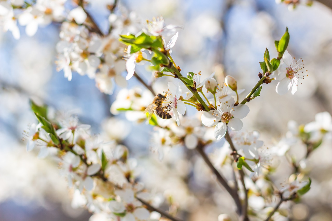 plant bee friendly trees