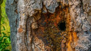 beehive in tree