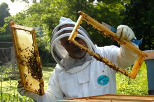 Top Beekeeping Tips from The Experts