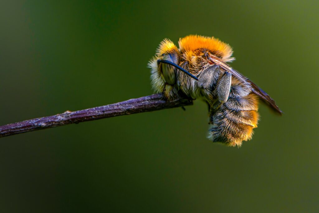 sleeping bee