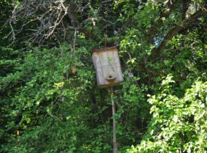 honeybee swarm trap