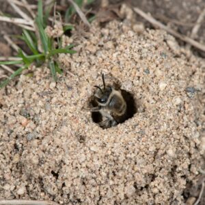 ground nest bee