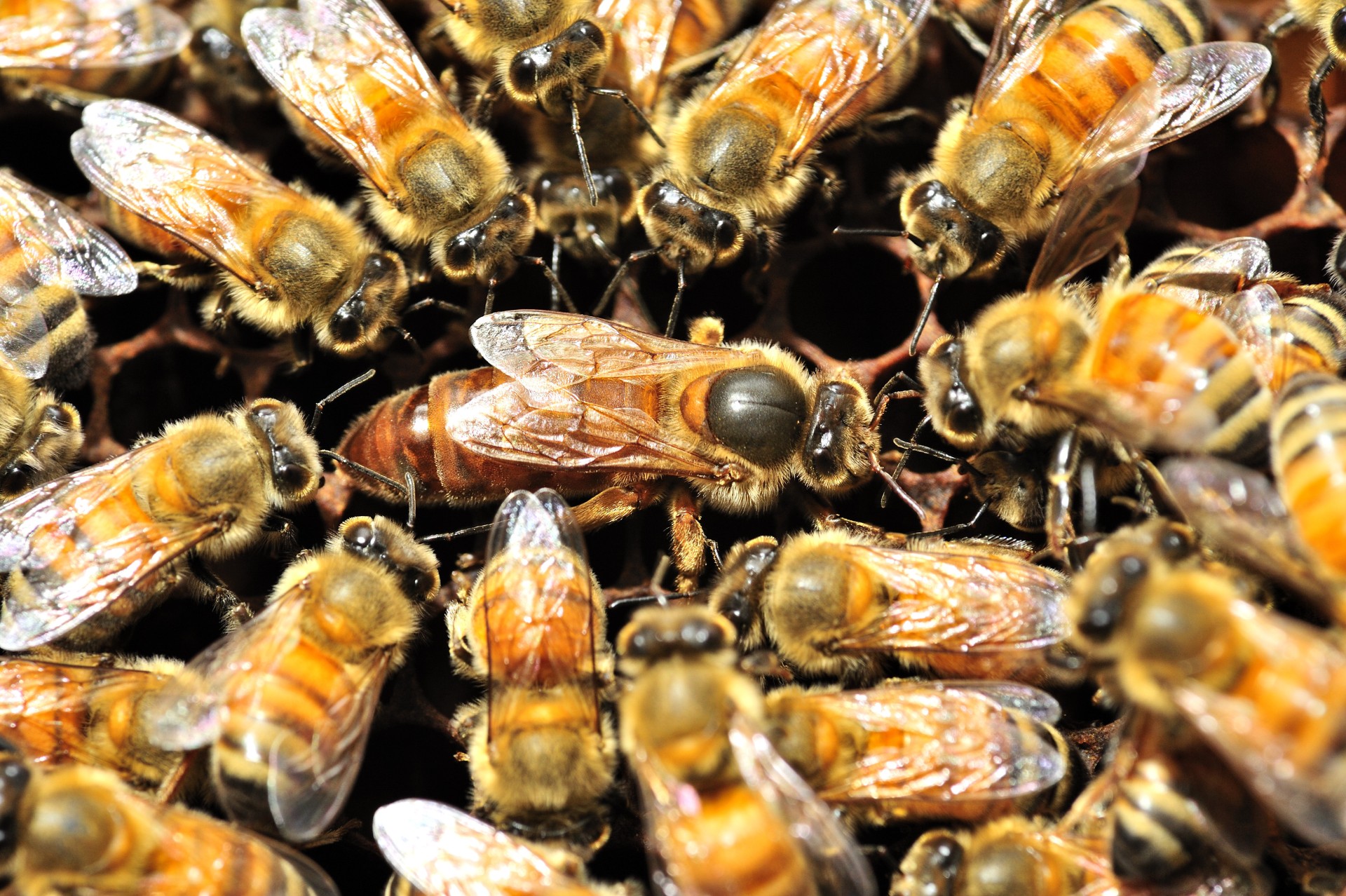 live queen bee with worker bees