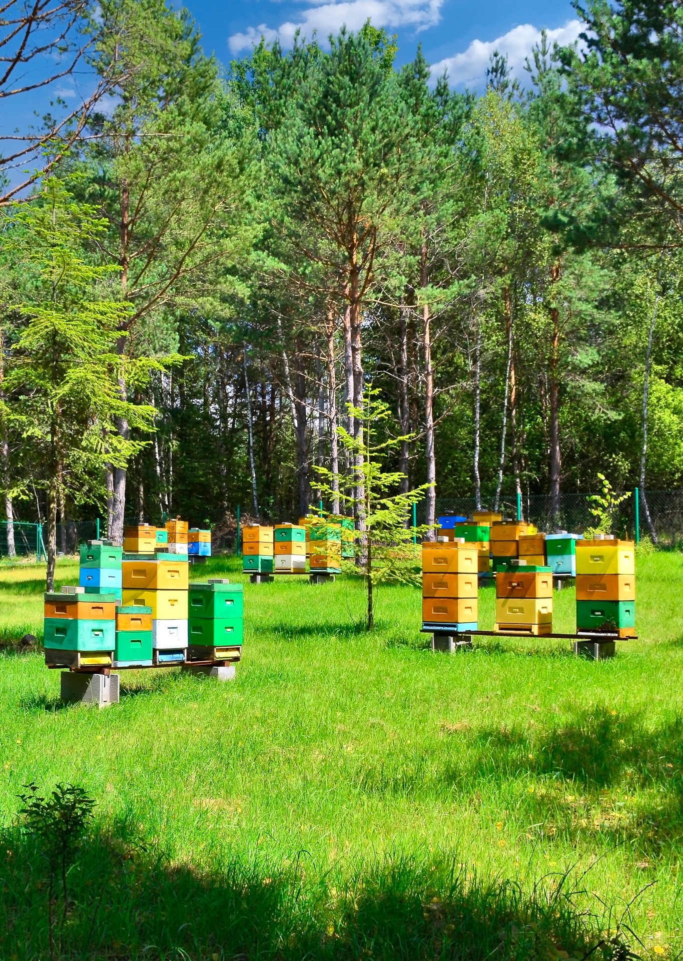 bee apiary bee yard