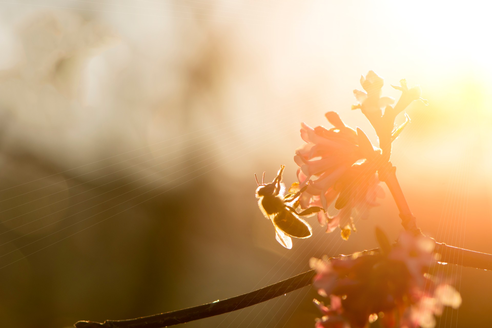 bee wasp pollinate flower sunset