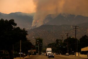 bees in los angeles hurt by air pollution and fires