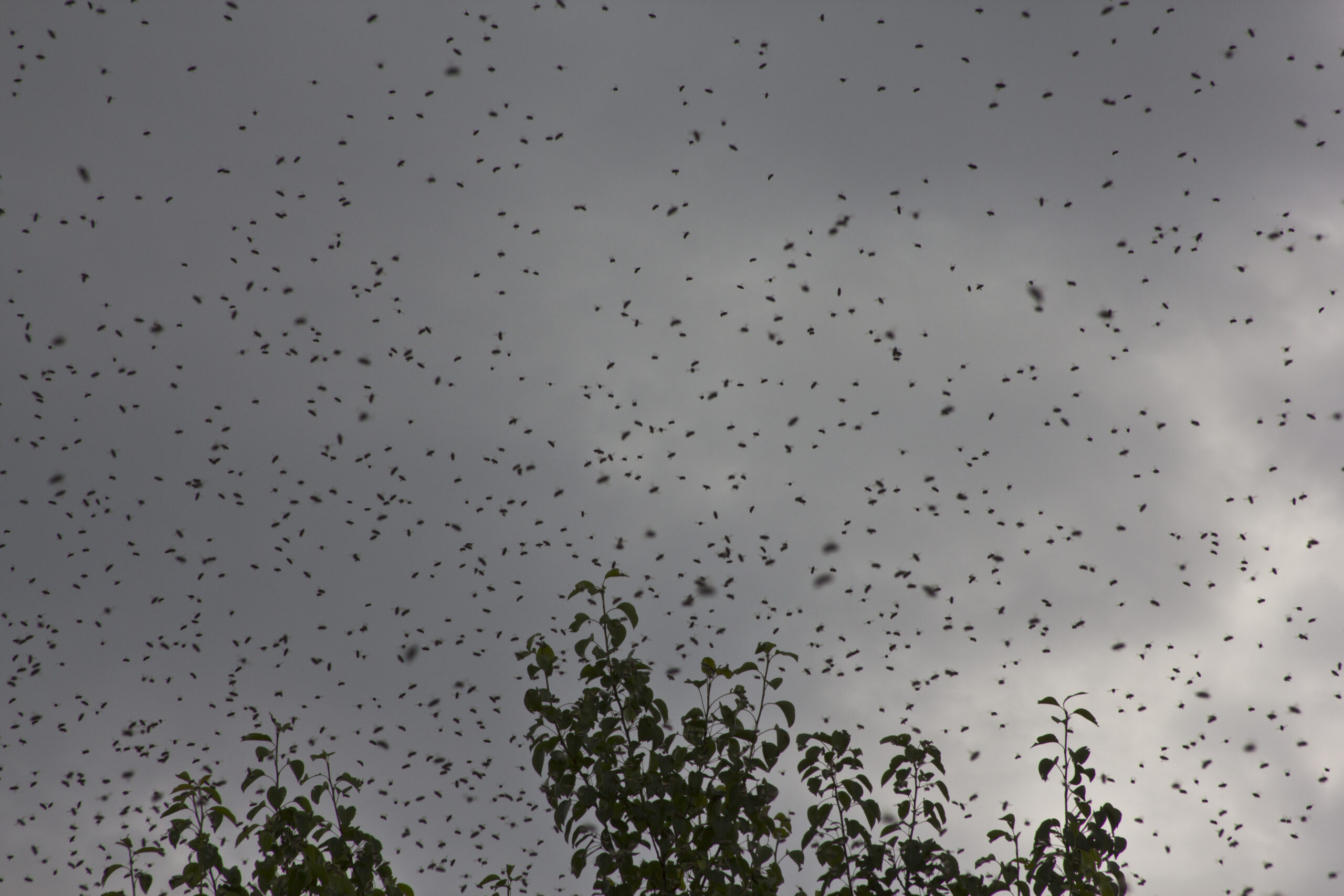 bee swarms handled by bee removal company