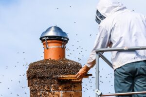 live bee removal from home