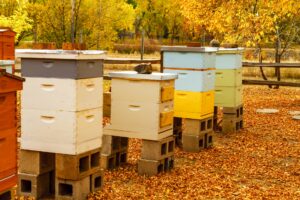 beehives in the fall and autumn