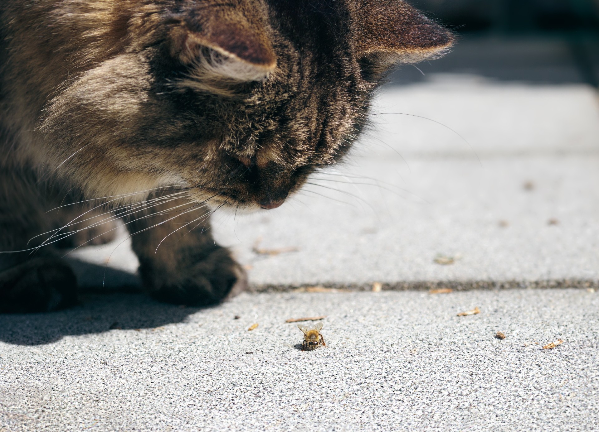 pets are curious about bees