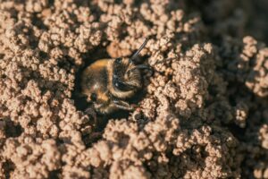 ground bees beekeeper