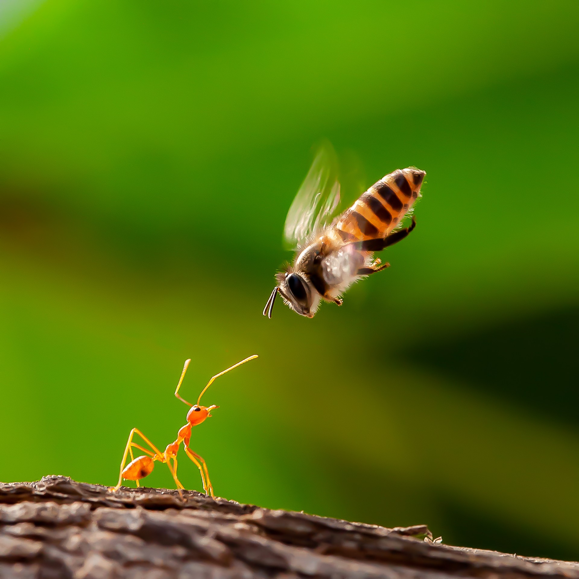 ants bees and beekeepers