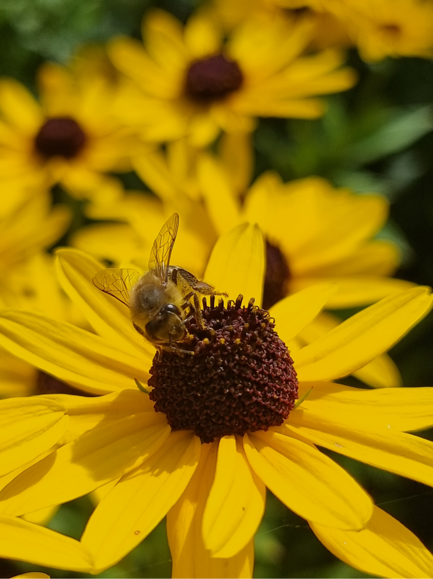 bees and beekeeper near me