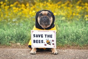 save the bees bee removal san diego