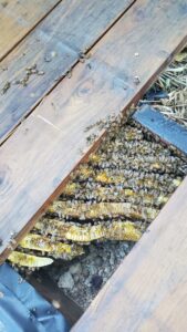 bee removal riverside