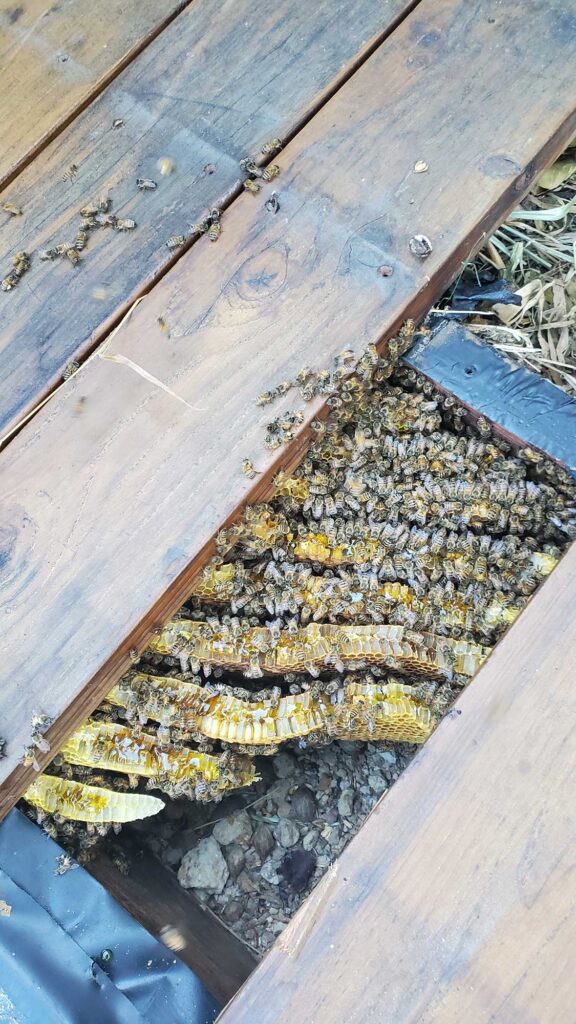 bee removal riverside