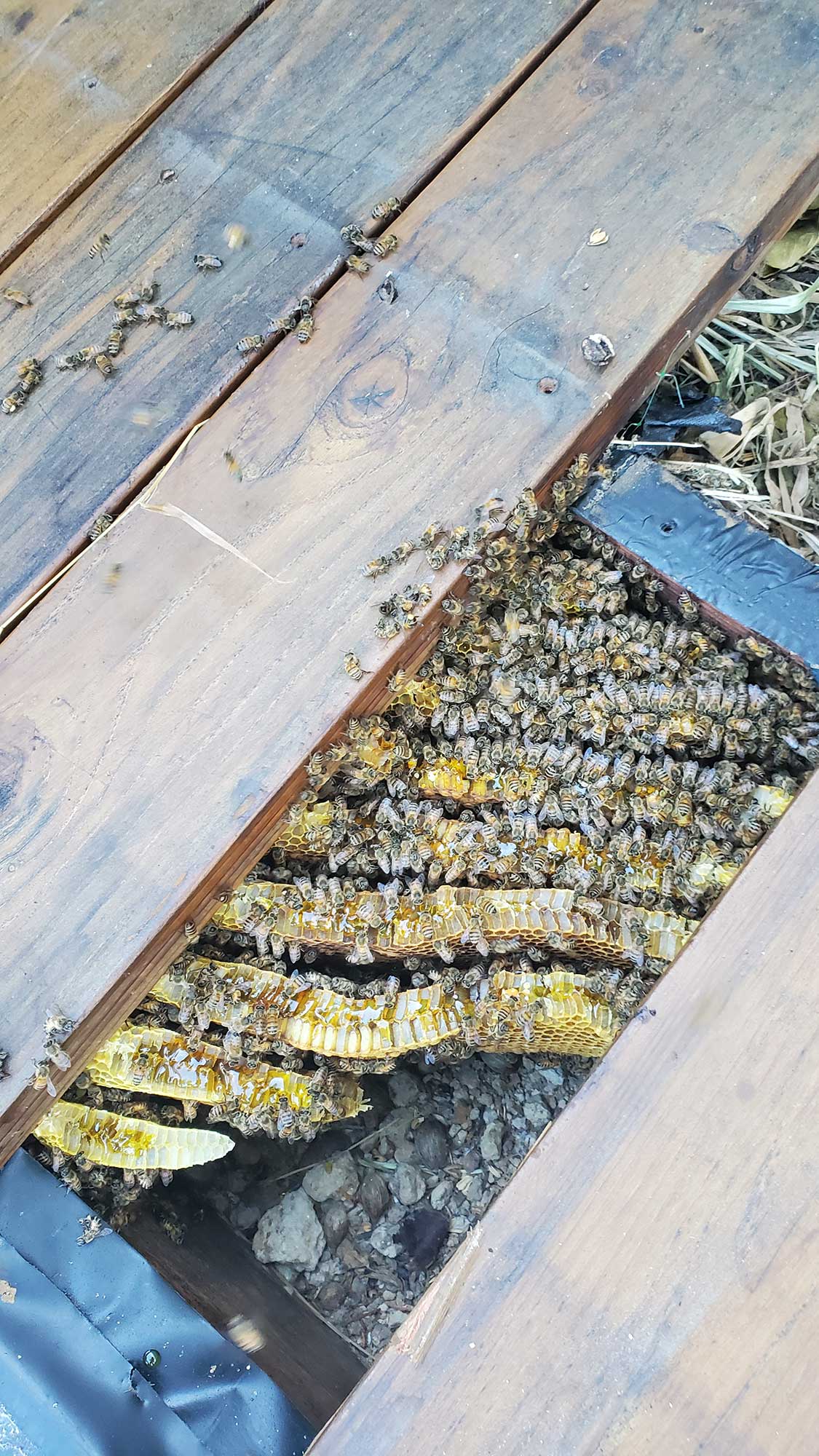 bee removal riverside