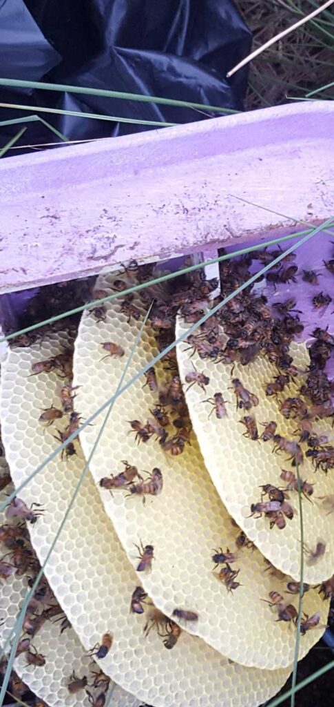san clemente bee removal