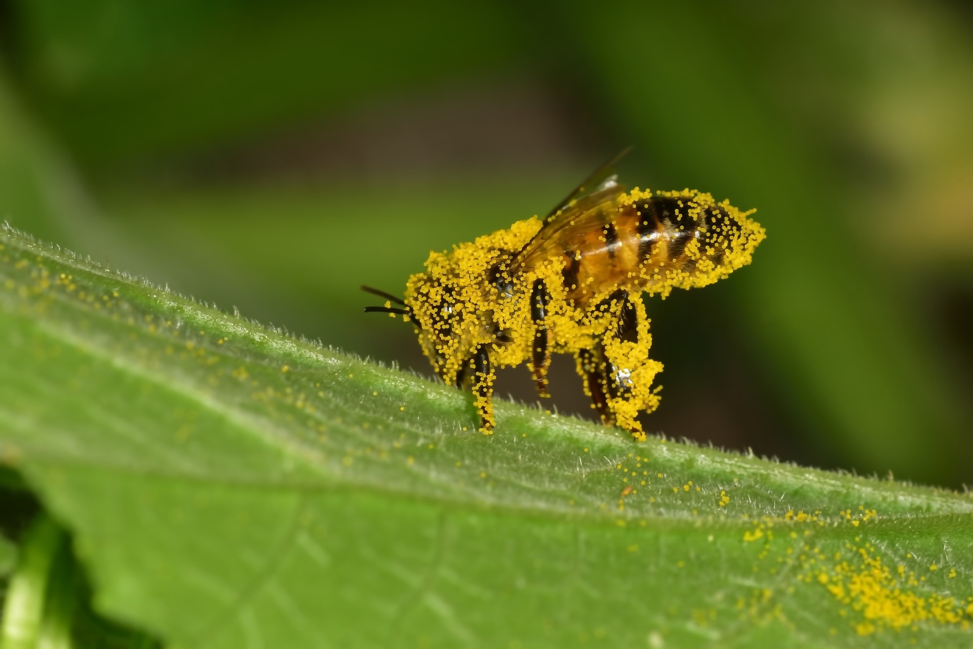 bee covered in pollen near me