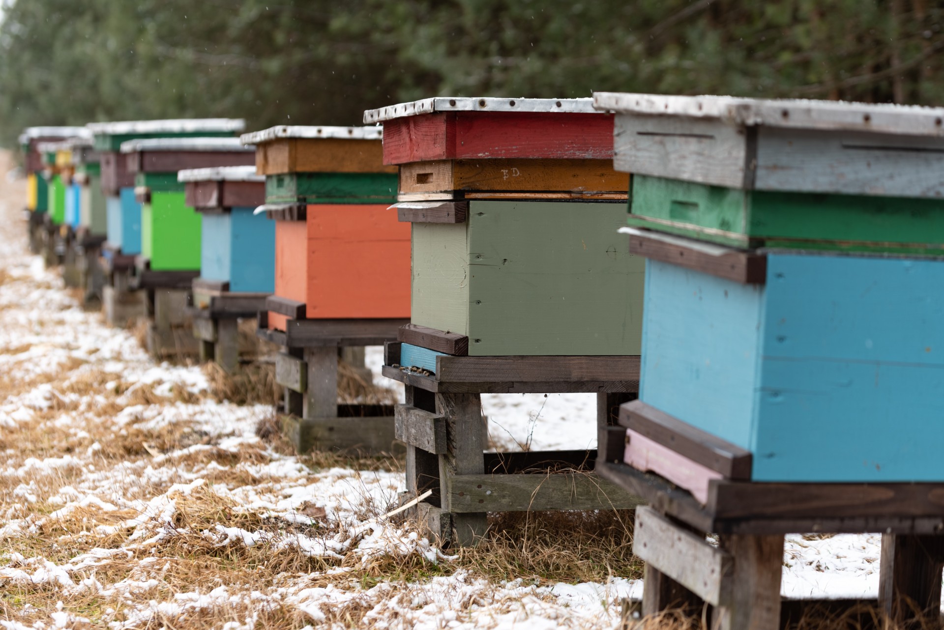 bees in winter