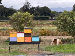 california beekeeper apiary