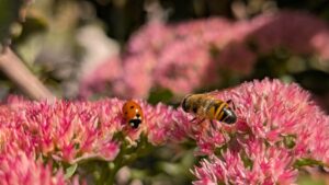 bees ladybugs pest control