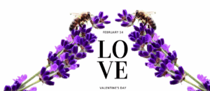 bees honey valentine