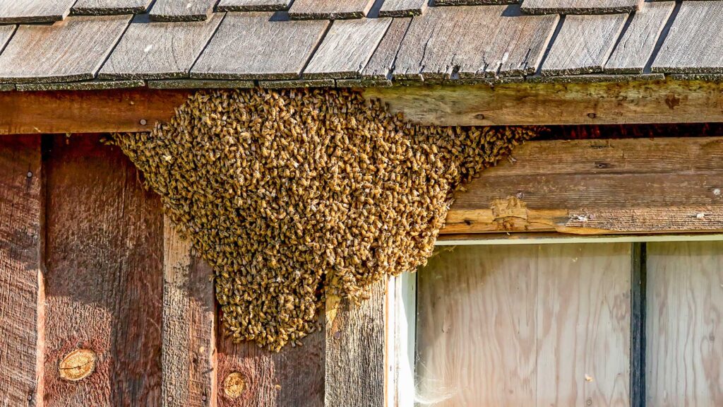 eco friendly live bee removal from homes, businesses and property in san diego