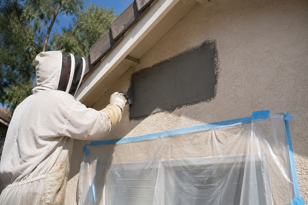 #1 Best Bee Removal Repair San Diego bee removal repair san diego riverside orange county