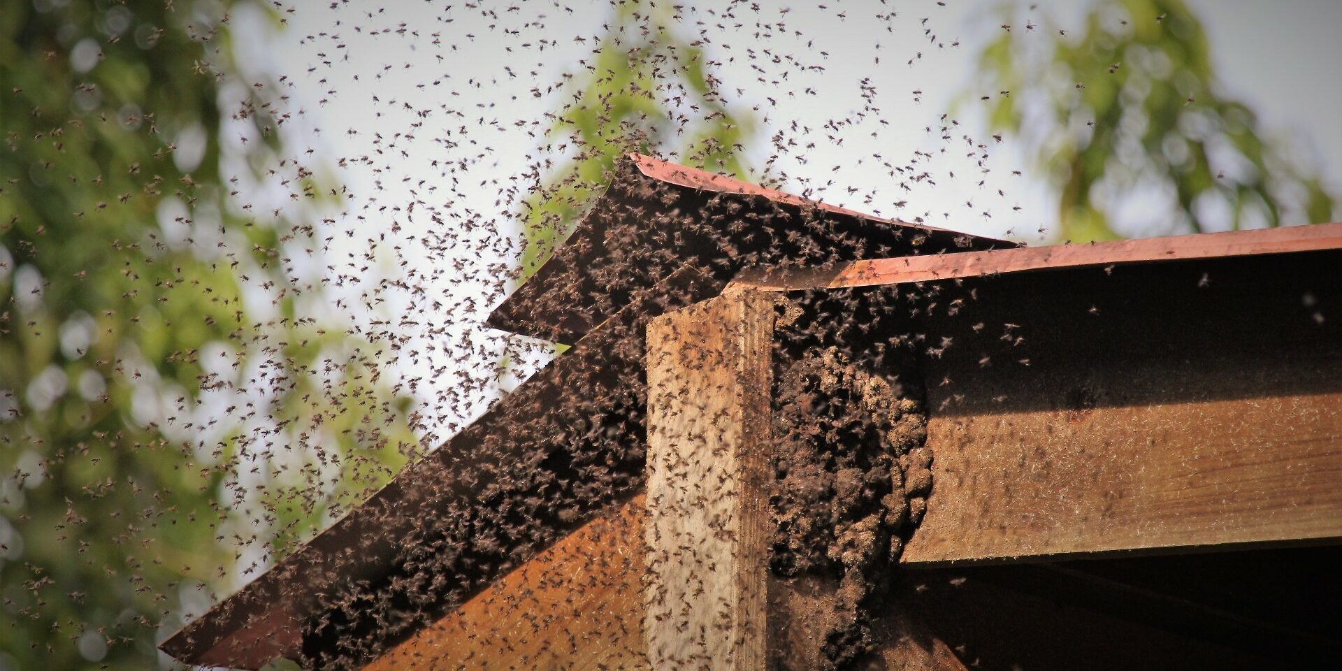 Bees swarming hive