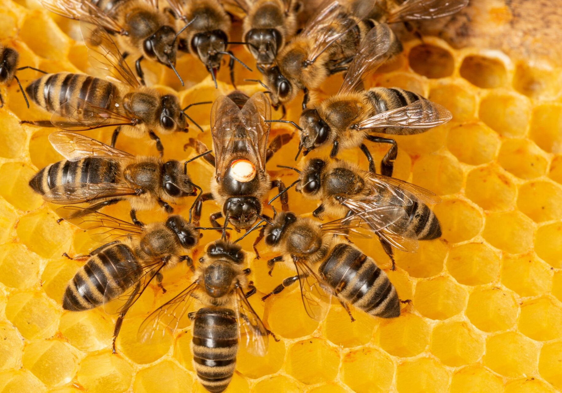 Seven Buzzing Facts About Queen Bees - Live Bee Removal