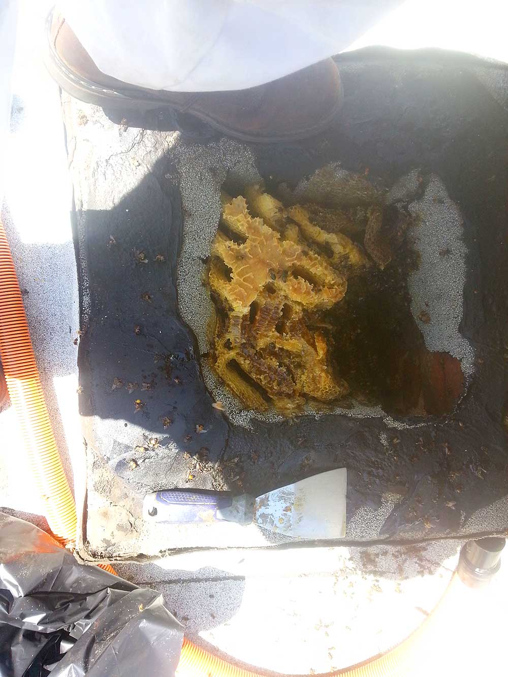 Pin by Bee Removal San Diego CA on Bee Removal Bee